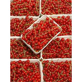 Johannisbeeren rot Schale