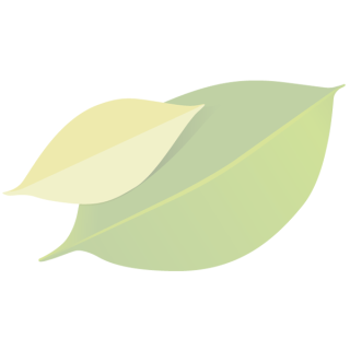 Mango -baumgereift-