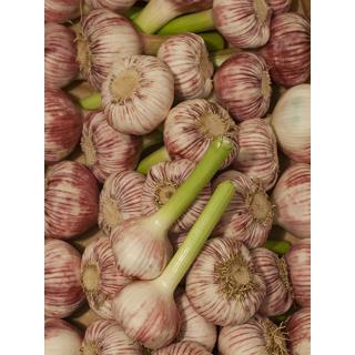 Knoblauch frisch