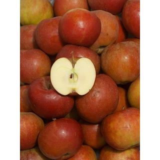 Boskoop Apfel