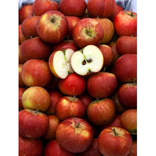 Cox Orange Apfel