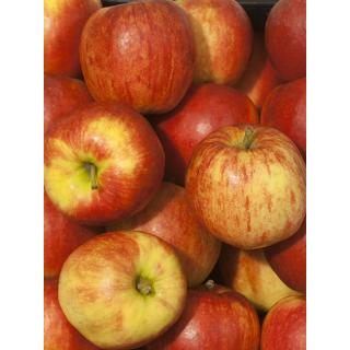 Jonagored Apfel