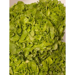 Eichblattsalat grün