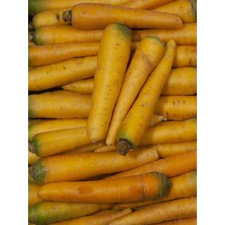 Möhren gelb