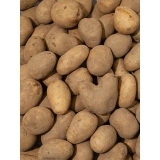 Kartoffeln -mehligkochend-