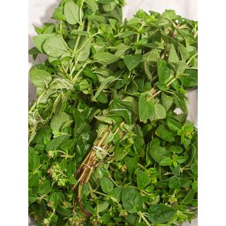 Oregano