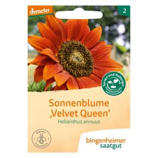Sonnenblume Velvet Queen