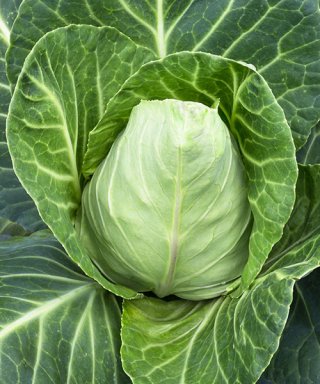 Spitzkohl in Frischkäserahm