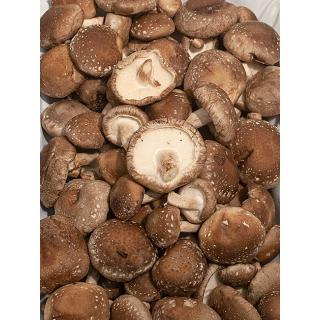 Shiitake