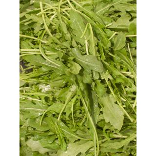 Rucola
