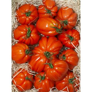 Ochsenherz Tomaten