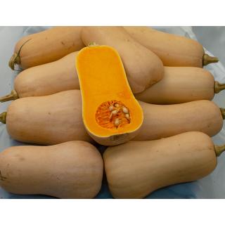 Butternut Kürbis