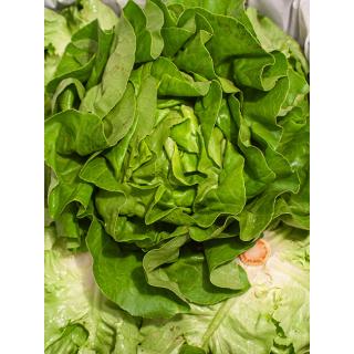 Kopfsalat grün