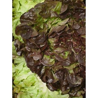 Eichblattsalat rot